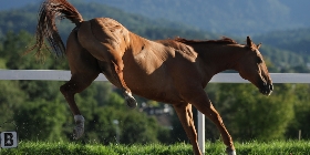 Trust-your-Horse Problempferde - Die Grammatik des Reitens
